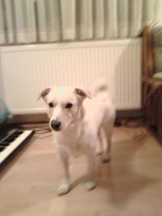 Snoopy - Mâle (3 ans)
