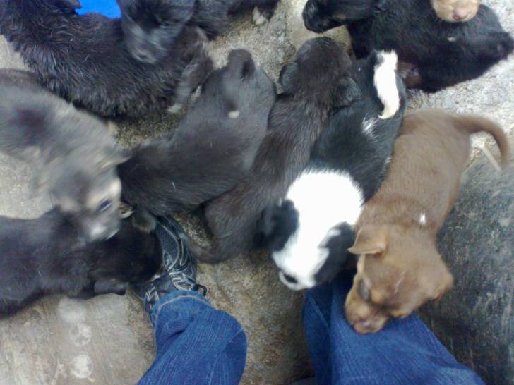 Cachorros -