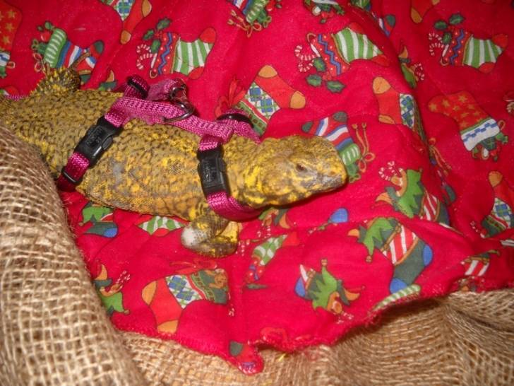 Élliot (c'est un lézard uromastyx) - Mâle (1 an)