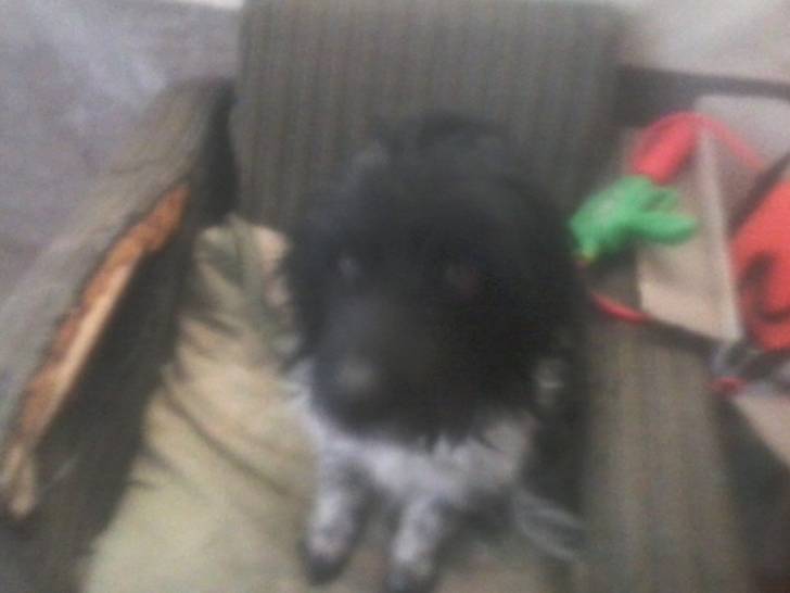 Negra - Femelle (1 an)