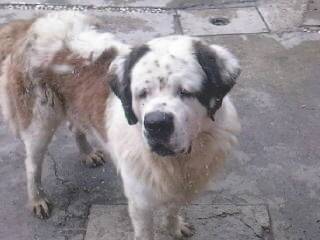 Luna - Femelle (3 ans)