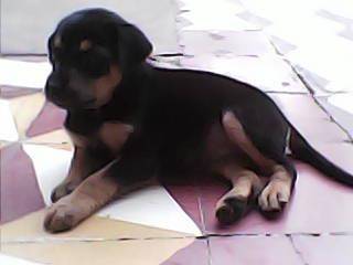 princesa - Femelle (2 mois)