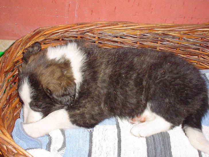 sakura - Femelle (4 ans)