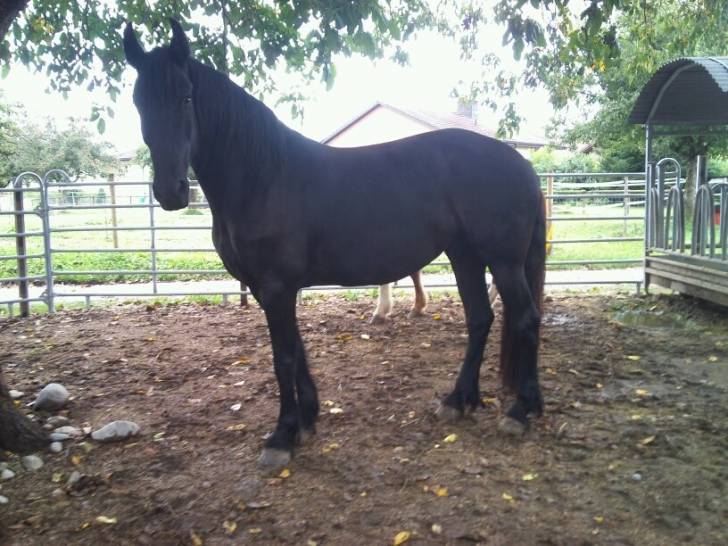 ZIgina - (5 ans)
