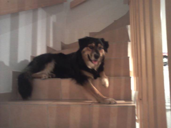 Flyer - Mâle (3 ans)