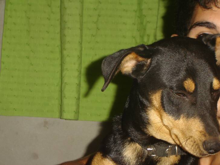 tayson - Mâle (2 ans)