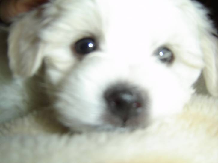 sushi - Mâle (11 mois)