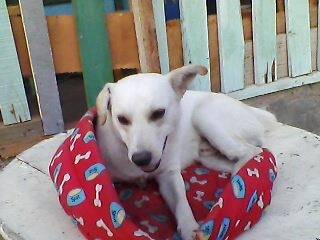 copo - Mâle (2 ans)