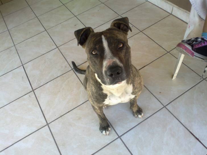 terry - Mâle (2 ans)