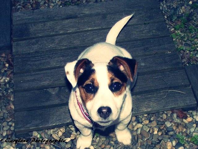 Flicka - Femelle (1 an)