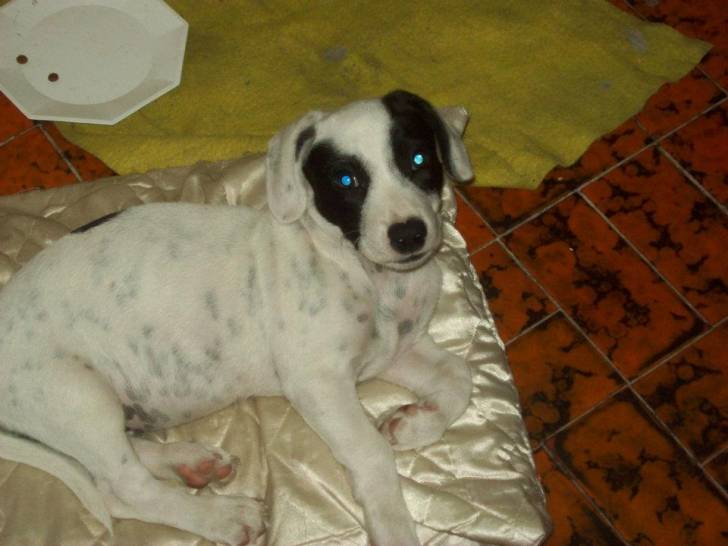 Bruno - Mâle (3 ans)