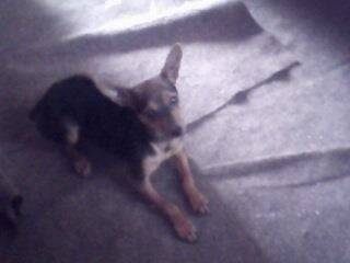 sophie - Femelle (2 ans)