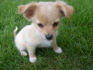 Chihuahua - Mâle (2 mois)