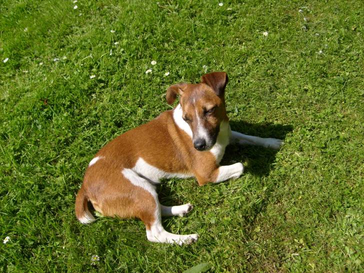 cow boy - Mâle (4 mois)