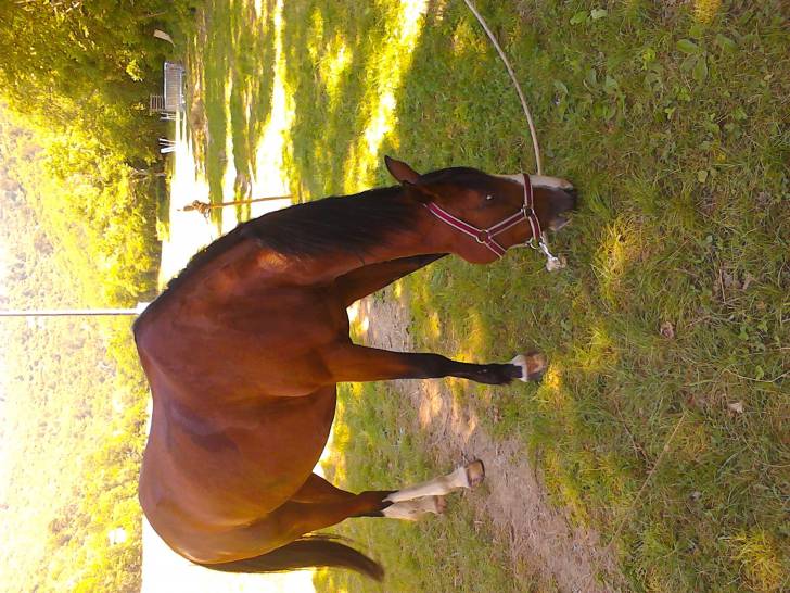 frison - (2 ans)