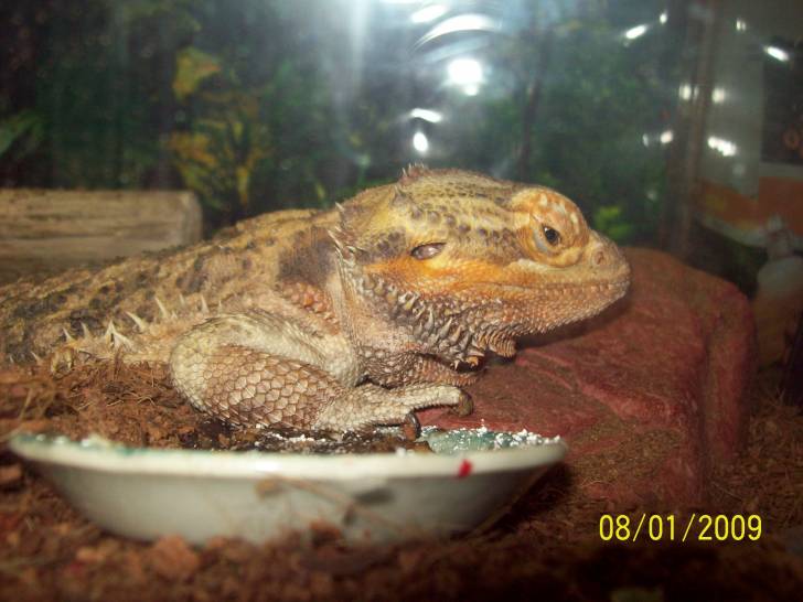 berry - Mâle (4 ans)