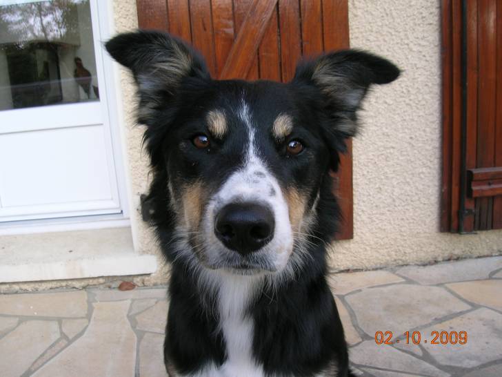 Chuck - Mâle (1 an)