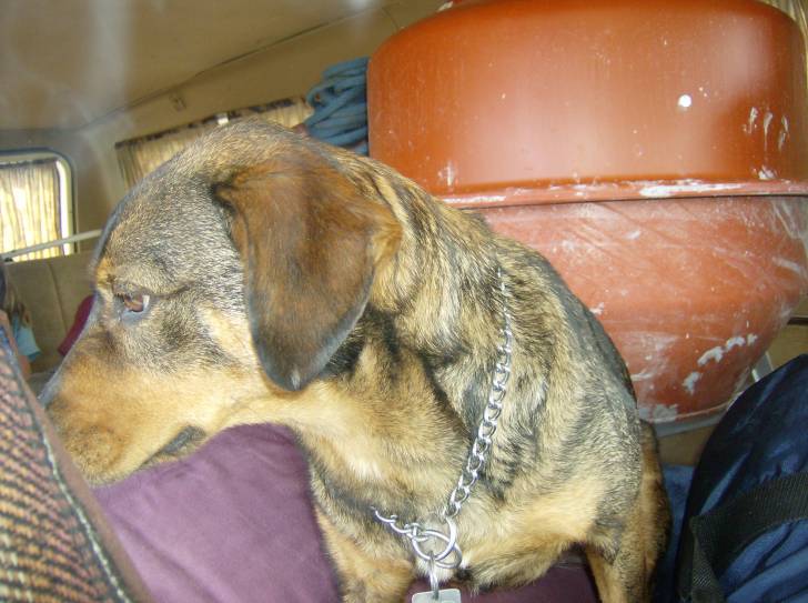 brigget - Femelle (8 ans)