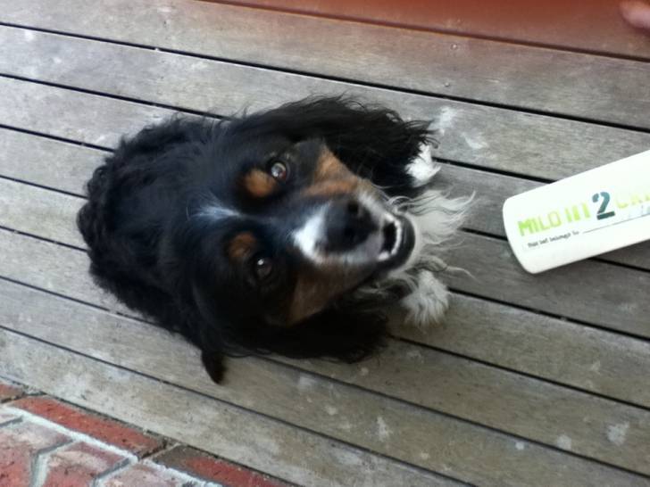 My dog Sparky - Mâle (3 ans)