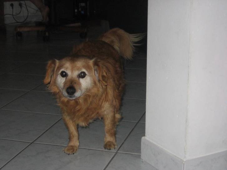 Nouba - Mâle (15 ans)