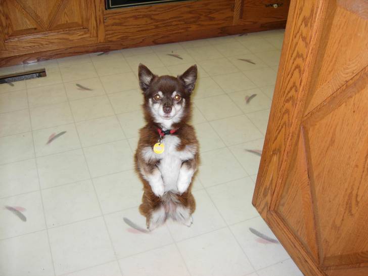 Tiny - (4 ans)