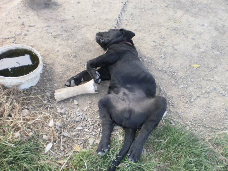 Bolt - Mâle (2 ans)