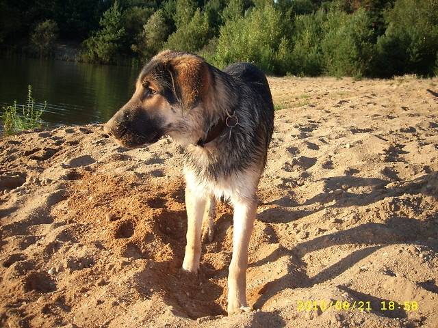 Walker - Mâle (2 ans)