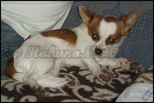 Hübsches Kerlchen -