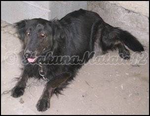 Sehr lieber und verspielter Hund -