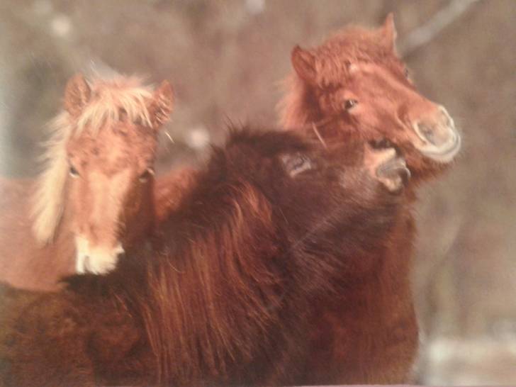 Ponyfriend - (4 ans)