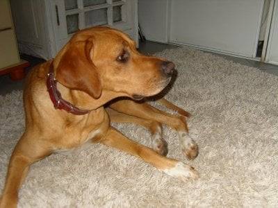 Lilou - (4 mois)
