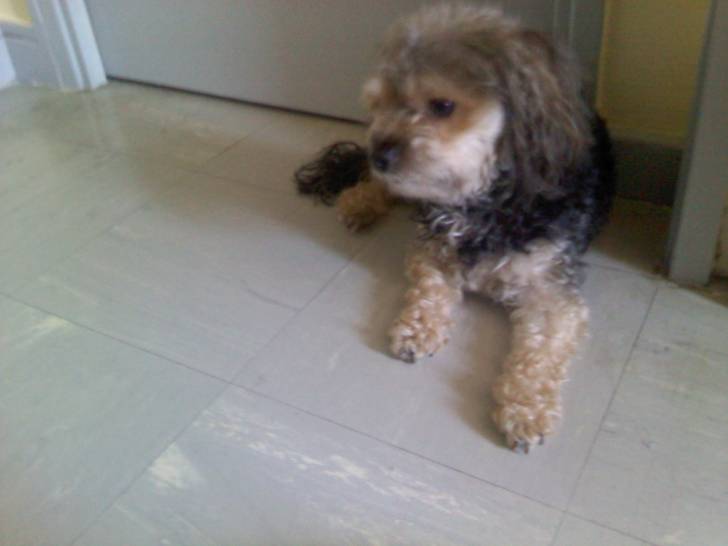 Myrka - (3 ans)