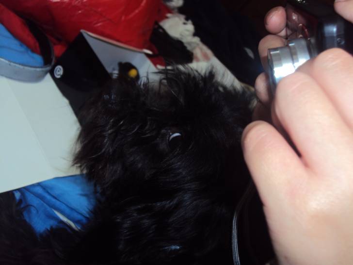 daena - Femelle (3 mois)