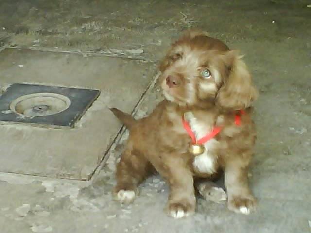 Canela - Femelle (2 mois)