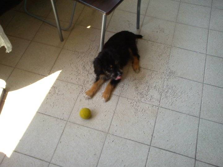 Rosita - Femelle (9 mois)