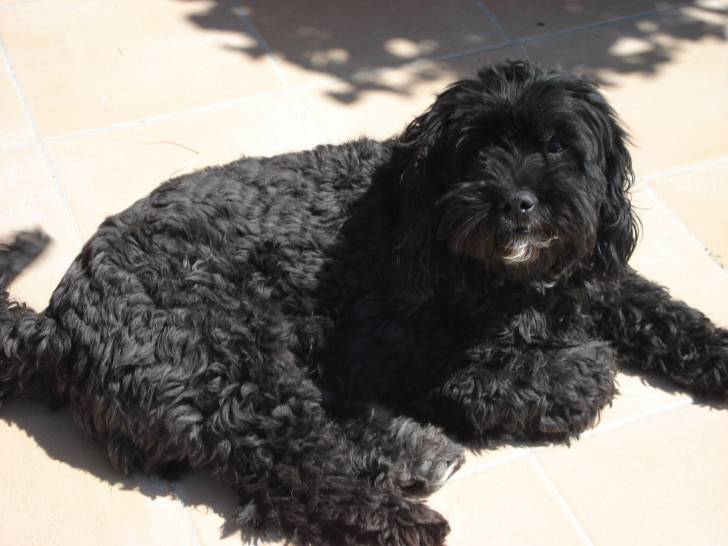 Twister - Mâle (10 ans)