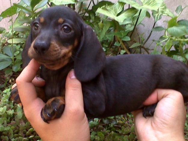 lola - Mâle (3 mois)