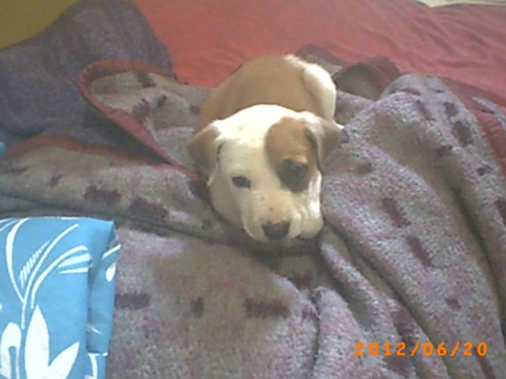 jacki - Mâle (7 mois)