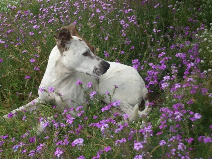 Chase - Mâle (4 ans)