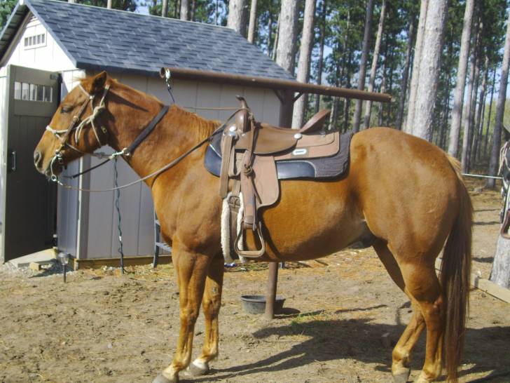 General - Mâle (7 ans)