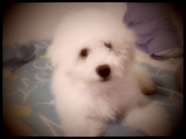 Simón - Mâle (6 mois)