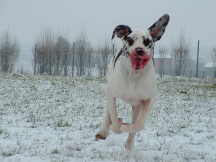 Ventura - Mâle (5 ans)