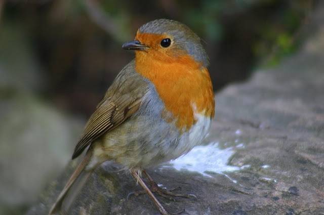 Rouge gorge l'oiseau que je voudrais - (3 mois)
