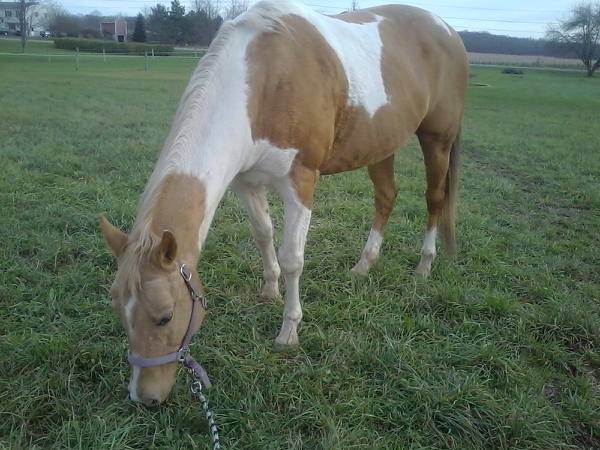 Cheyenne - (12 ans)