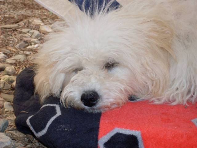 doli - Mâle (3 ans)