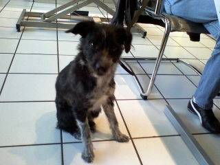 Tobby - Mâle (7 ans)