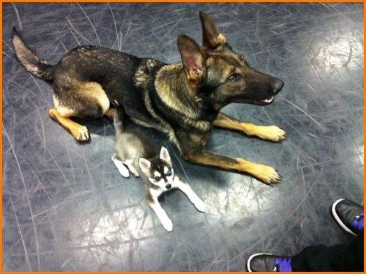 Fox and Sidney -