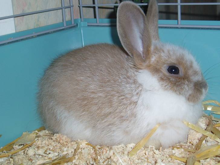 playboy - Mâle (5 mois)