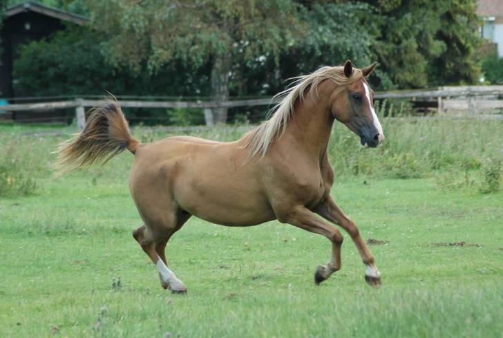 Fanta - (6 ans)