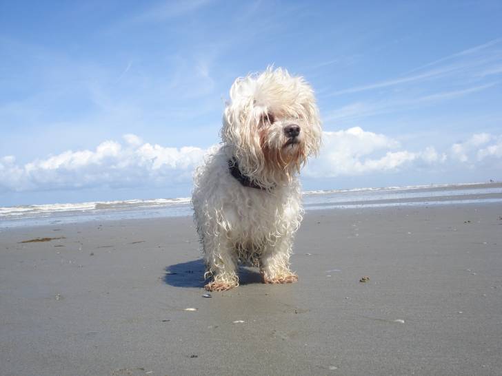 Louis - Mâle (6 ans)